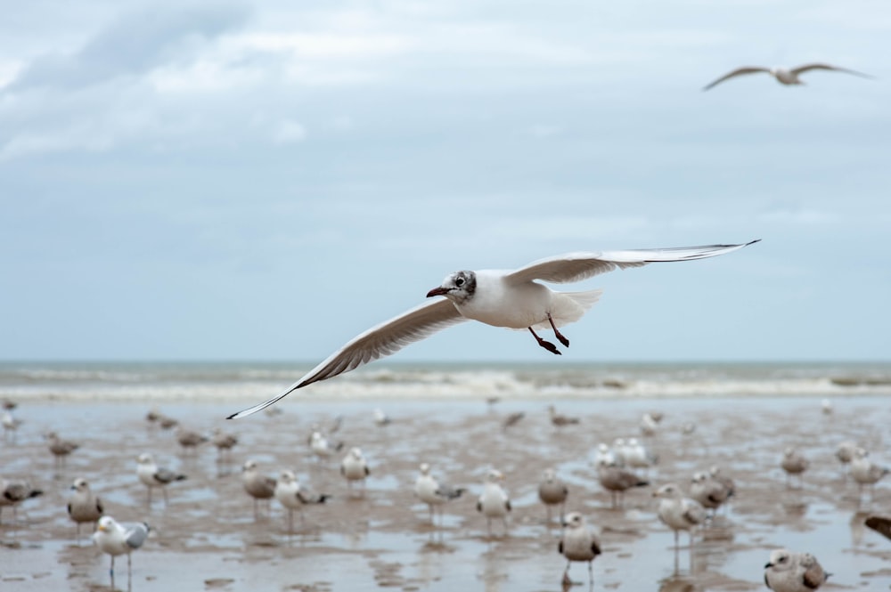 white bird flying