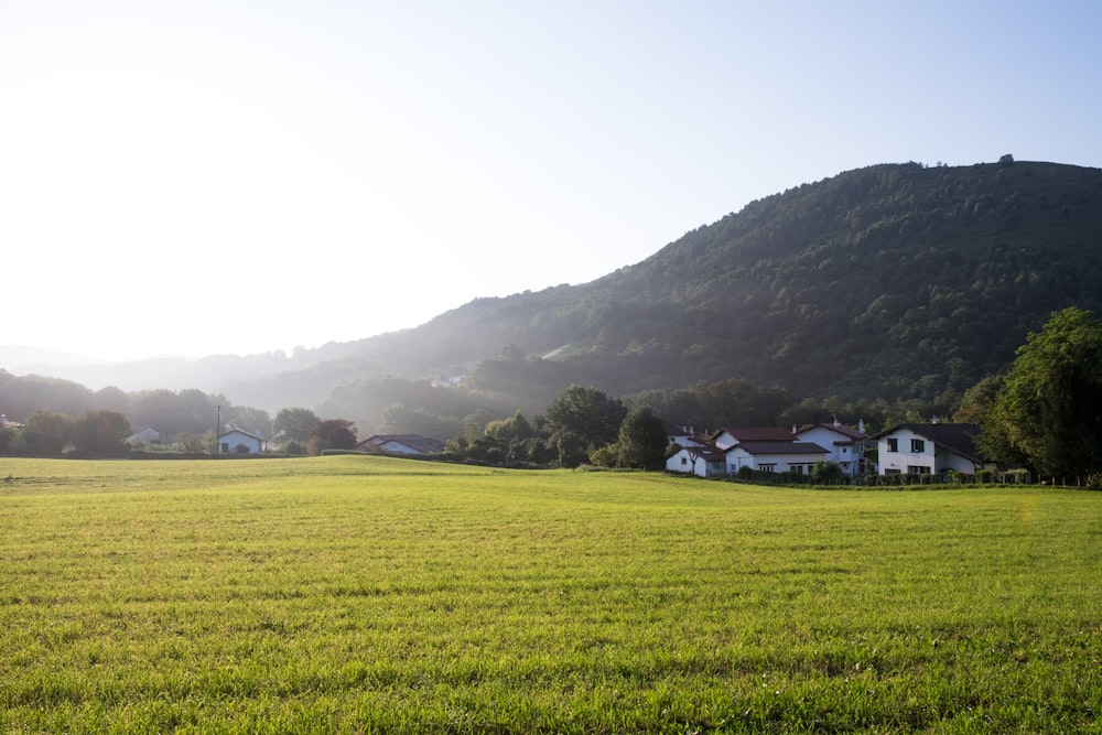 Campo de hierba verde