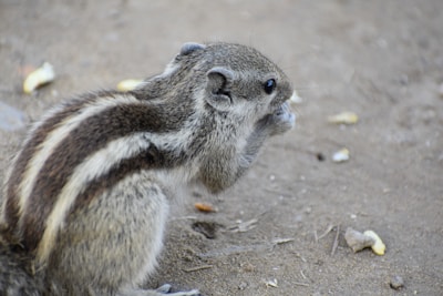 A small squirrel is sitting on the ground, holding a piece of food in its front paws. It has a bushy tail and dark stripes running along its back. The ground is a sandy texture with scattered pieces of debris.