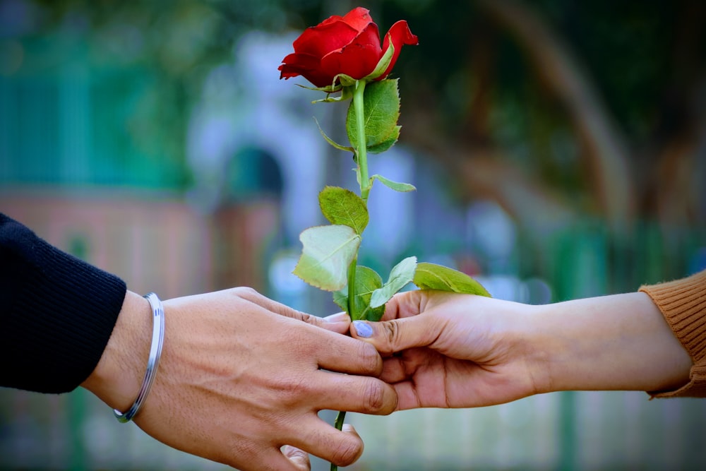 man and woman holding a red rose flower