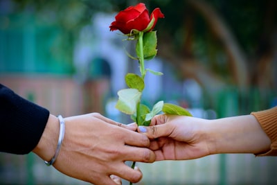 man and woman holding a red rose flower rose teams background