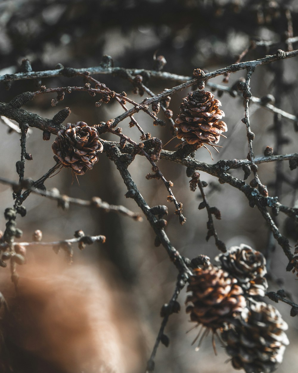 brown pine cones in selective focus photography