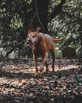 A sheepadoodle running through autumn leaves, ears flapping in the wind.