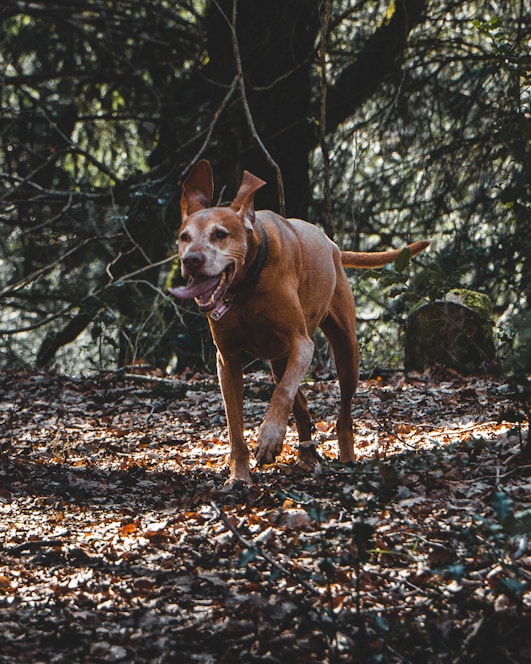 A joyful dog running through a sunlit field surrounded by trees during a nature walk.
