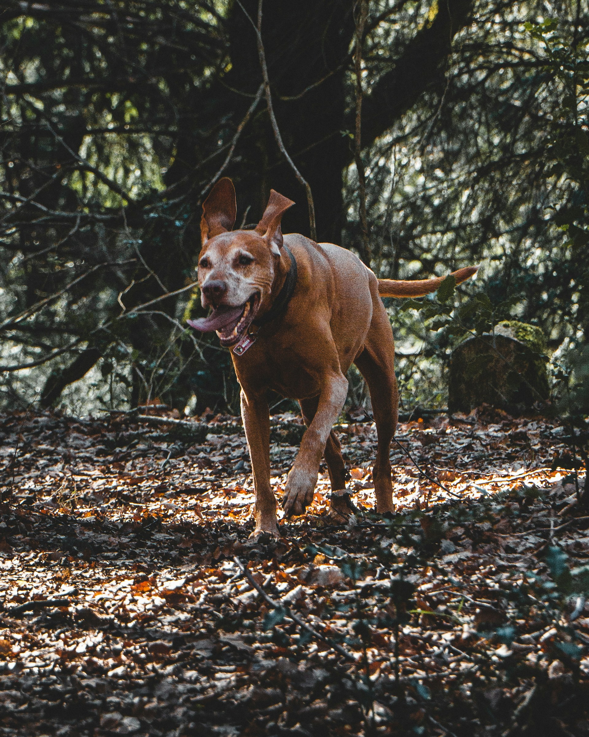 A joyful brown spaniel bounding through a lush green woodland trail, sunlight filtering softly through the trees.