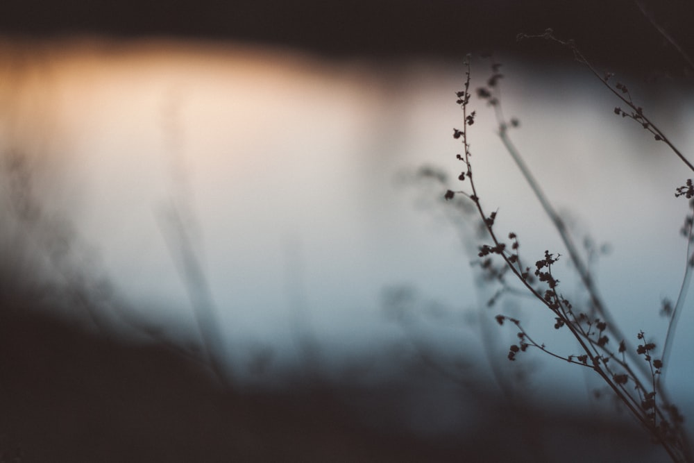 brown plant in selective-focus photography