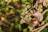 A close-up of a plant with leaves showing signs of browning and damage. The background is blurred, highlighting the leaves in the foreground which are a mix of green and brown hues.