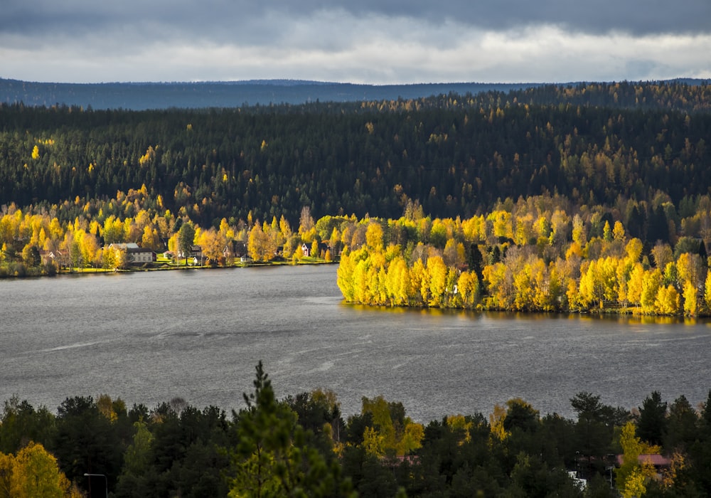 aerial photography of green-leaved trees