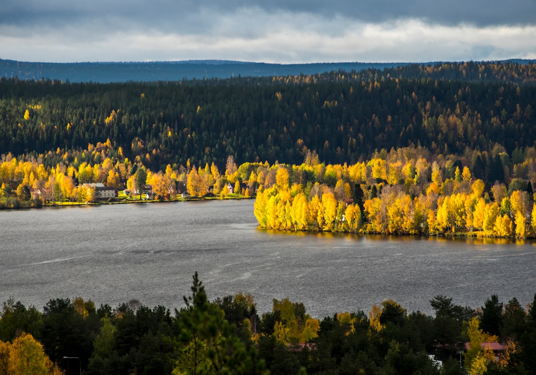 aerial photography of green-leaved trees