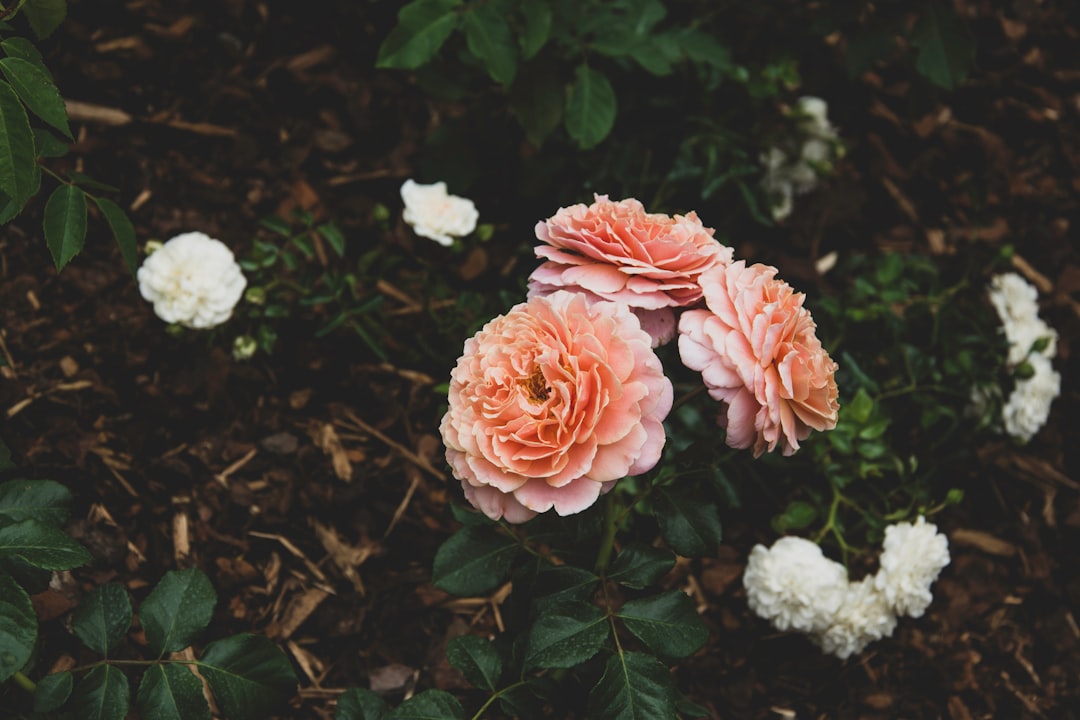 pink cluster flower