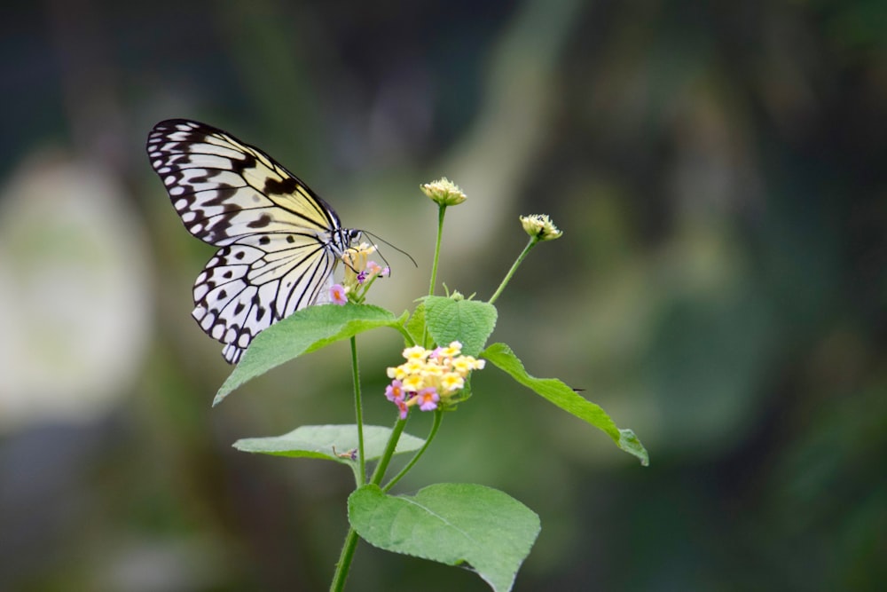 paper kite butterfly perched on green leaf plant selective focus photography