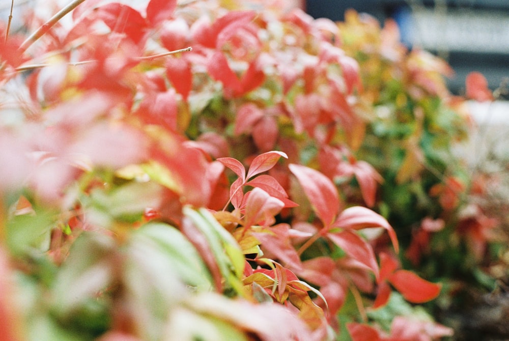 red leafed plants in selective focus photography