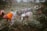 A group of women engaged in agricultural work bends over while tending to plants in a lush, green field. They wear colorful attire with headscarves, and the surrounding area is dense with vegetation and trees.