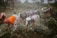 A group of women engaged in agricultural work bends over while tending to plants in a lush, green field. They wear colorful attire with headscarves, and the surrounding area is dense with vegetation and trees.