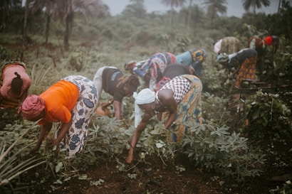 A group of women engaged in agricultural work bends over while tending to plants in a lush, green field. They wear colorful attire with headscarves, and the surrounding area is dense with vegetation and trees.