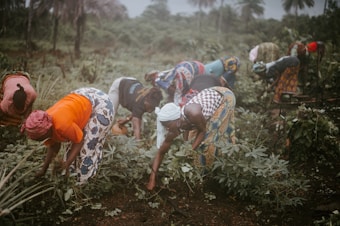 A group of women engaged in agricultural work bends over while tending to plants in a lush, green field. They wear colorful attire with headscarves, and the surrounding area is dense with vegetation and trees.