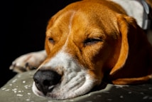 A close-up of a brown and white dog with closed eyes resting on a cushion, against a dark background. The dog's expression is calm and peaceful, with its head slightly tilted to the side, showcasing its smooth fur and relaxed posture.