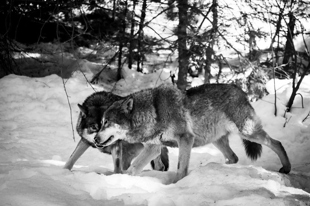 two wolves on snow