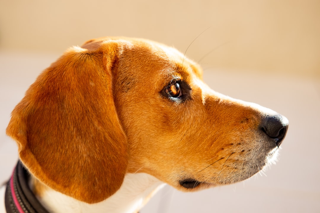 brown and white short-coated dog