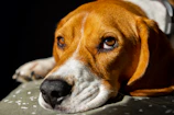 A close-up of a beagle with soulful eyes resting on a cozy blanket.