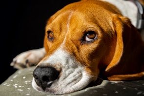 Close-up of a beagle puppy’s expressive eyes with soft golden light highlighting its sleek coat.