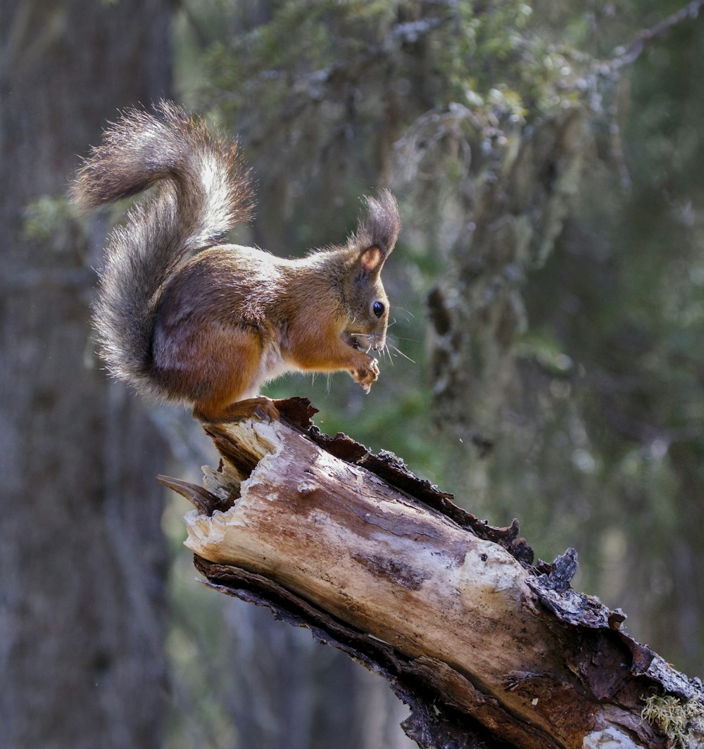 squirrel on fall tree