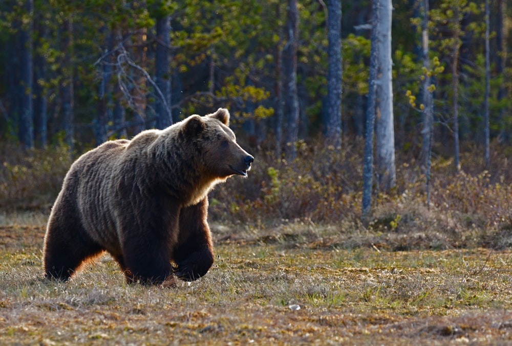 urso marrom andando perto de árvores