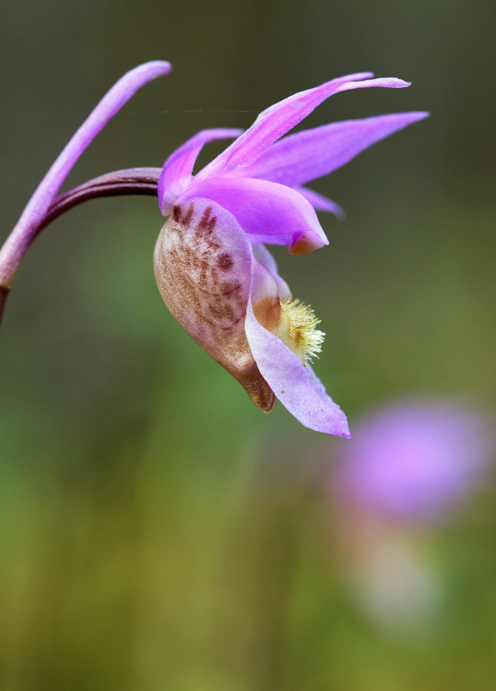 pink flower