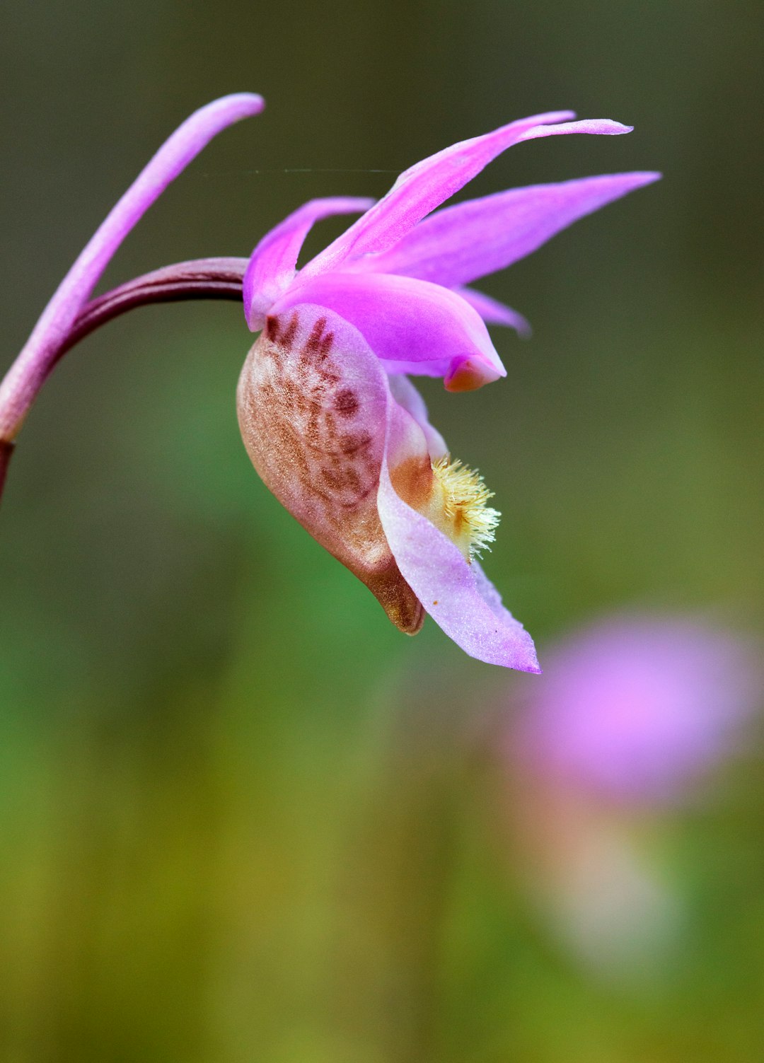 pink flower