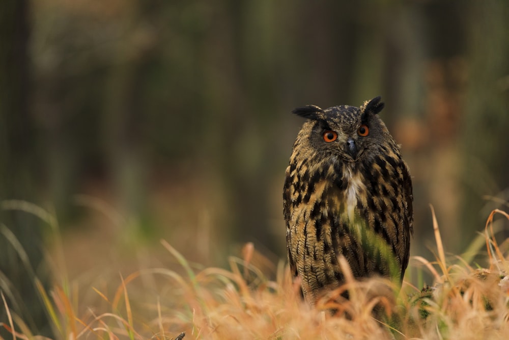 owl on top of tall grasses