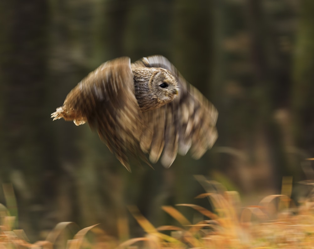 brown owl flying during daytime