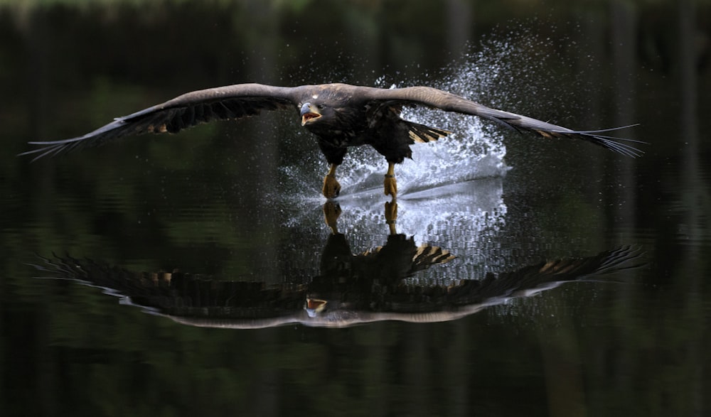 hawk flying over water
