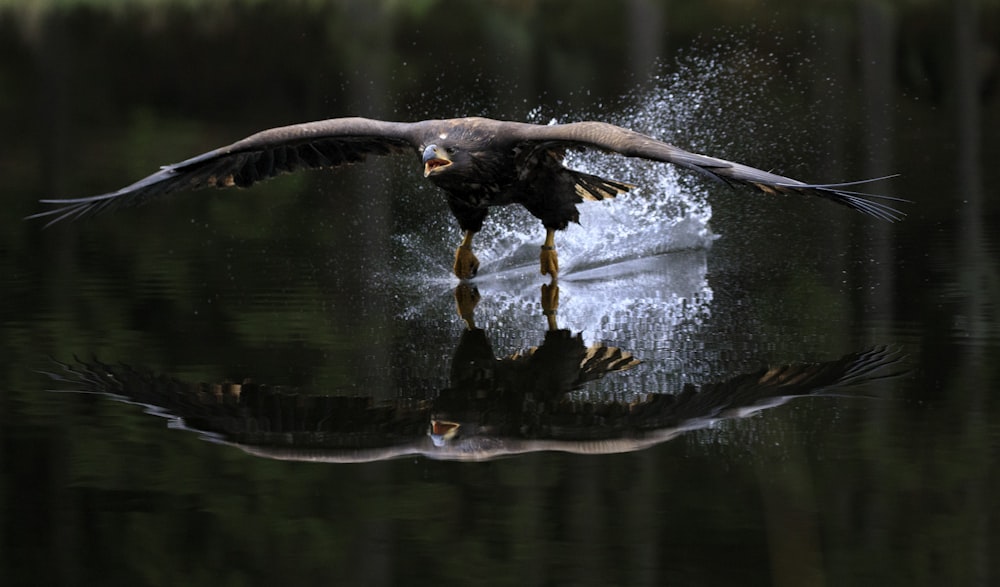 falco che vola sull'acqua