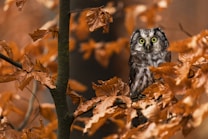 An owl with bright yellow eyes perches on a tree branch surrounded by autumn leaves. The leaves are a mix of deep orange and brown hues, and the owl's feathers are a blend of grey and brown that complement the woodland setting. The background is softly blurred, enhancing the focus on the bird.