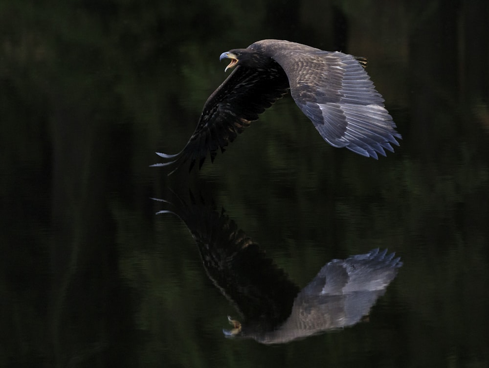 eagle flying over a calm body of water