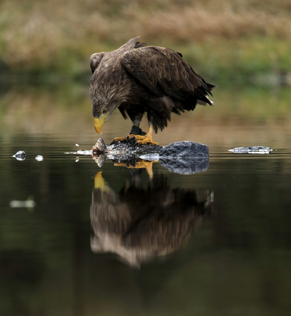 brown bird on water during daytime