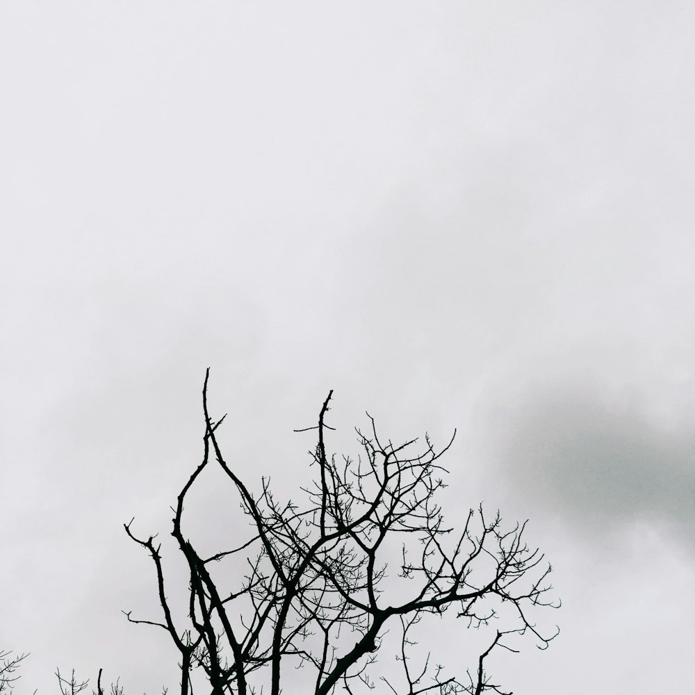 leafless tree