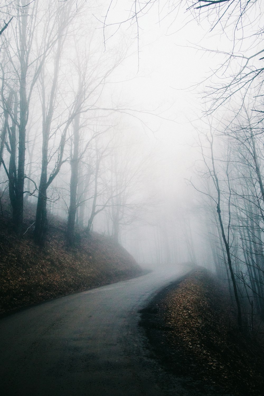 Camino vacío a través del bosque rodeado de nieblas