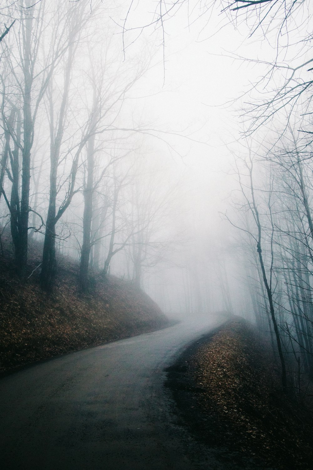 empty road through forest surrounded with fogs