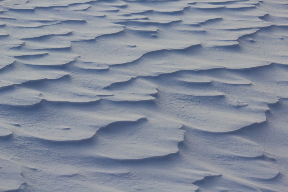 a bird is standing on a snow covered hill