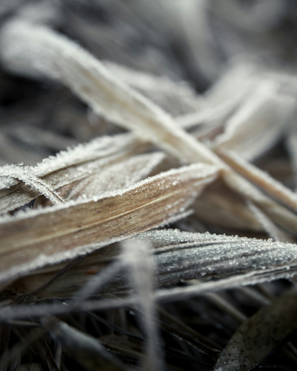 dried leaf close-up photography