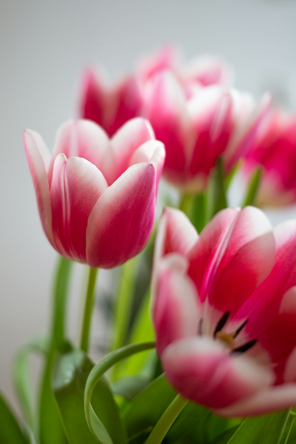 close-up photography of pink flowrs