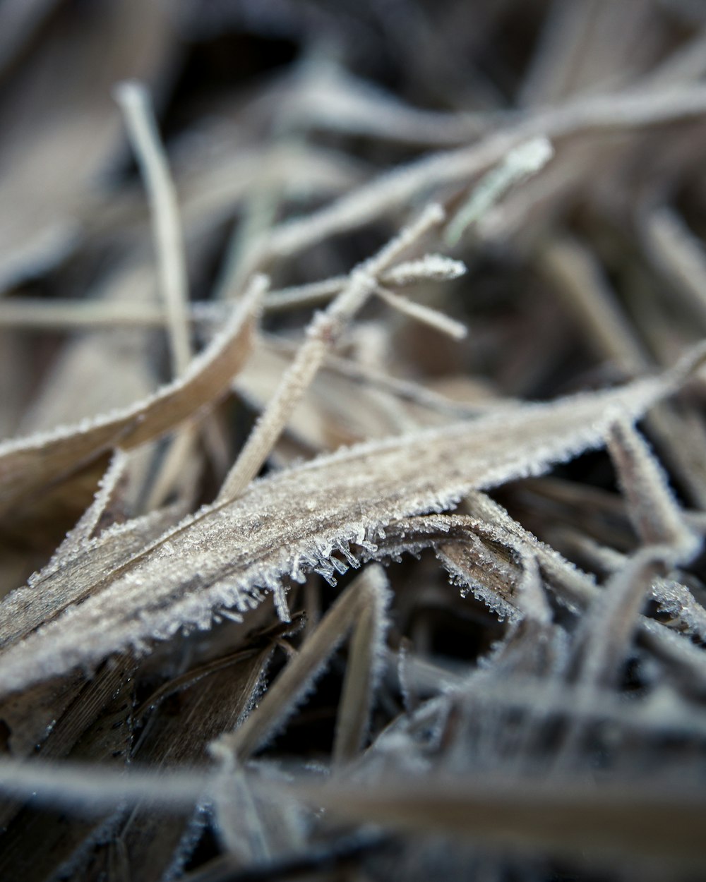 a close up of a bunch of frozen grass