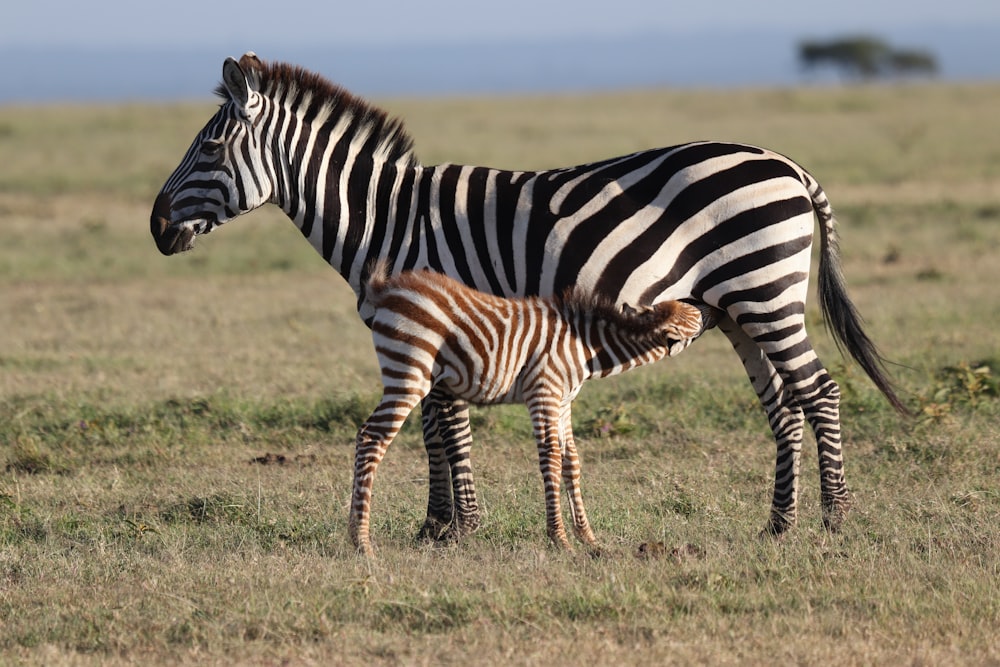 zebra with foal at the field during day