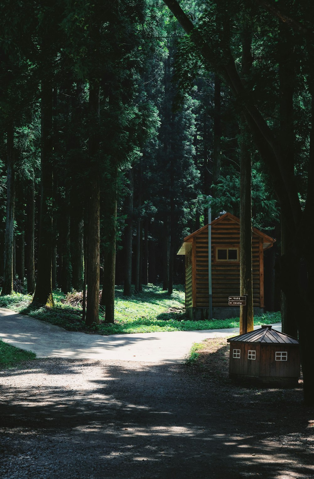 shed within forest surrounded by trees