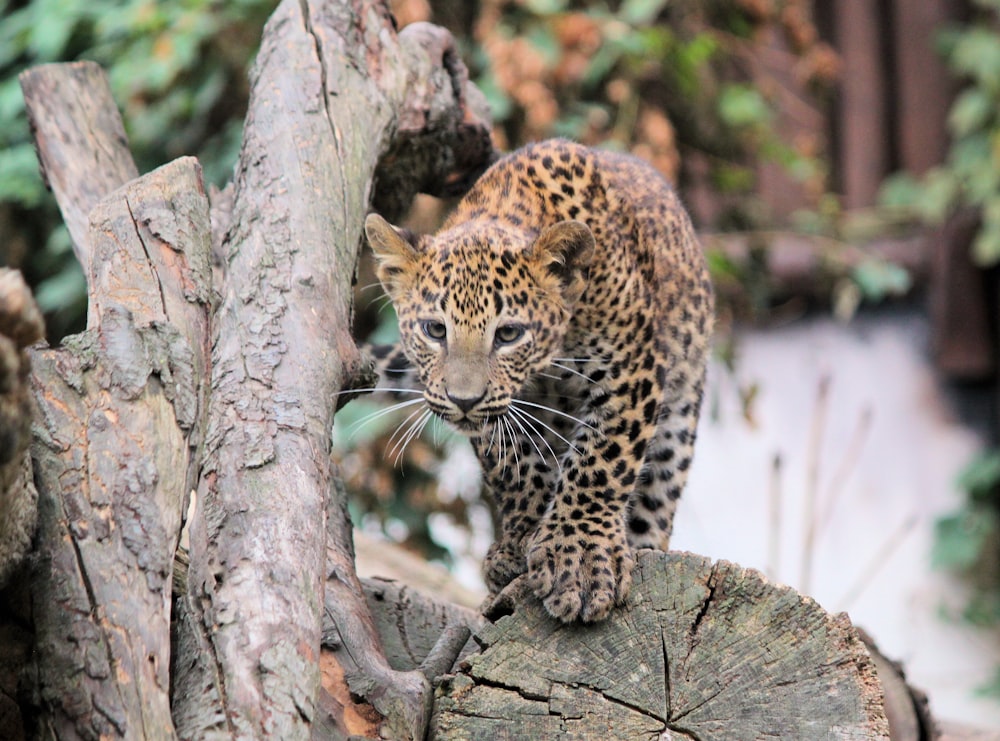 leopard on brown tree