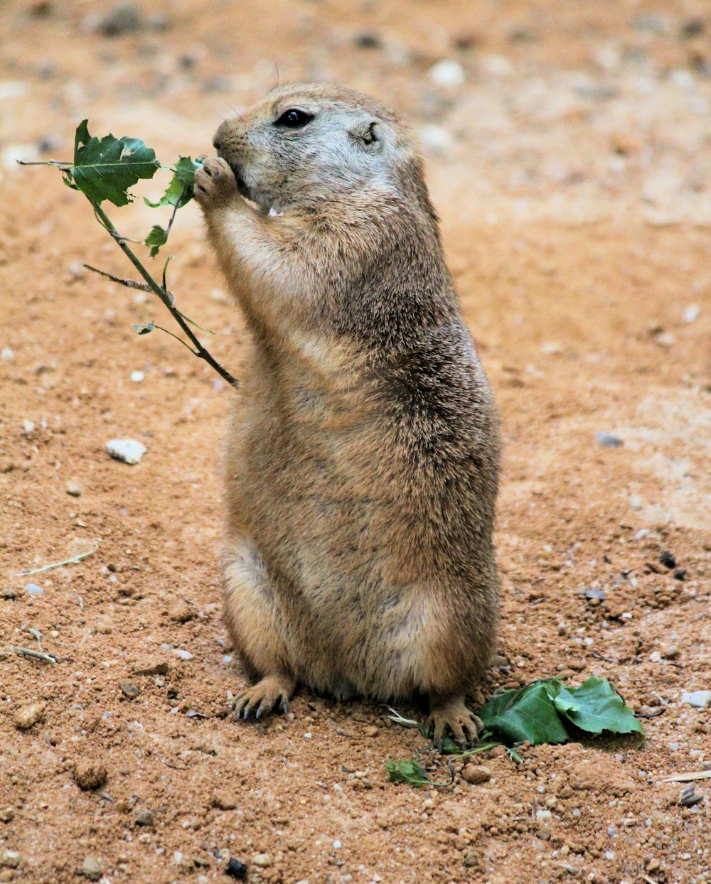 brown Prairie dog eating green leaf