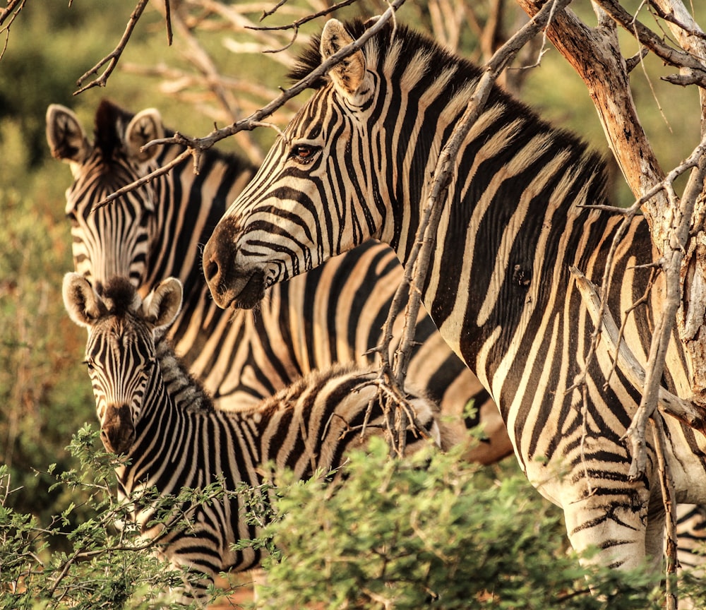 group of zebra at safari