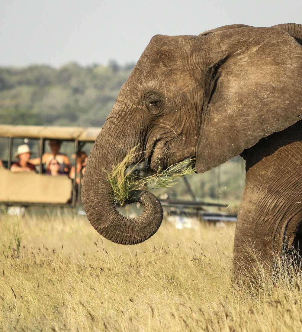 elefante gris al aire libre durante el día