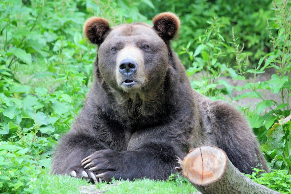 brown bear on green grass